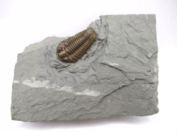 Genuine Ordovician Age Flexicalymene Trilobite Fossils for Sale from Ohio #23