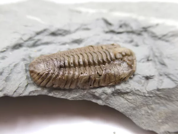 Genuine Ordovician Age Flexicalymene Trilobite Fossils for Sale from Ohio #23b