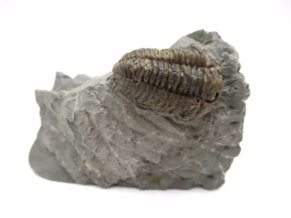 Genuine Ordovician Age Flexicalymene Trilobite Fossils for Sale from Ohio #24