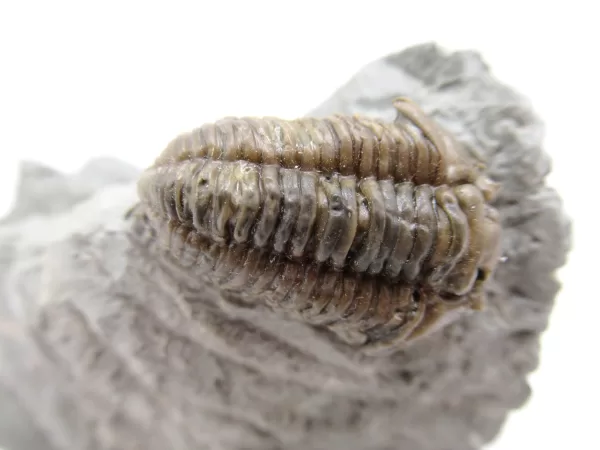 Genuine Ordovician Age Flexicalymene Trilobite Fossils for Sale from Ohio #24a