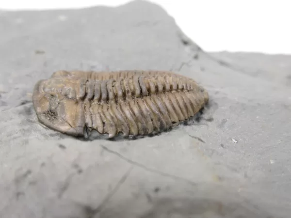 Genuine Ordovician Age Flexicalymene Trilobite Fossils for Sale from Ohio #25b