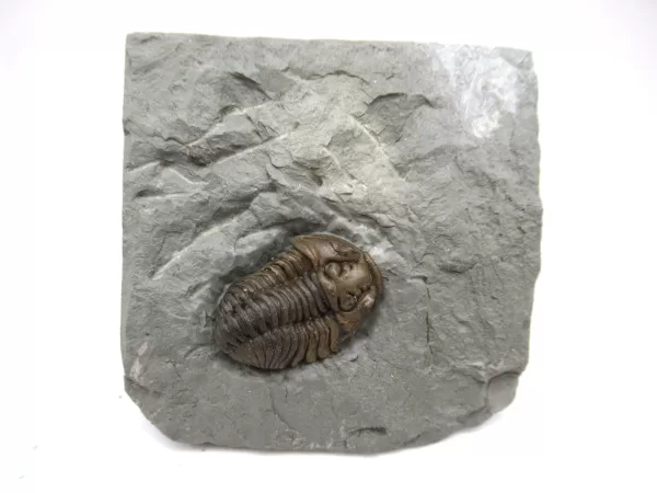 Genuine Ordovician Age Flexicalymene Trilobite Fossils for Sale from Ohio #26