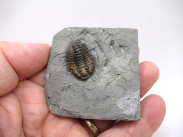 Genuine Ordovician Age Flexicalymene Trilobite Fossils for Sale from Ohio #26d