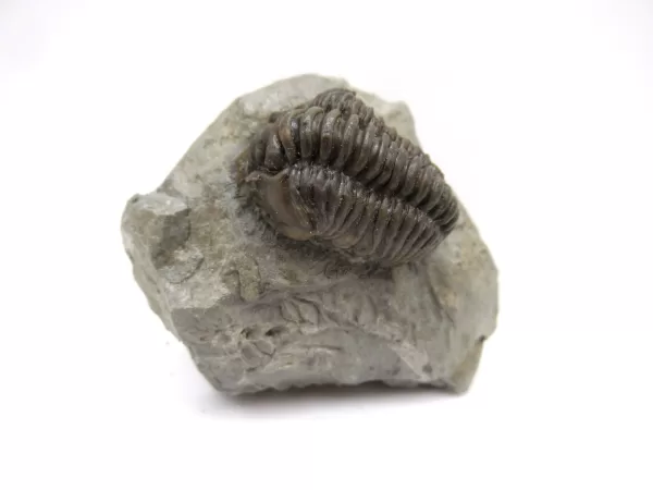 Genuine Ordovician Age Flexicalymene Trilobite Fossils for Sale from Ohio #27