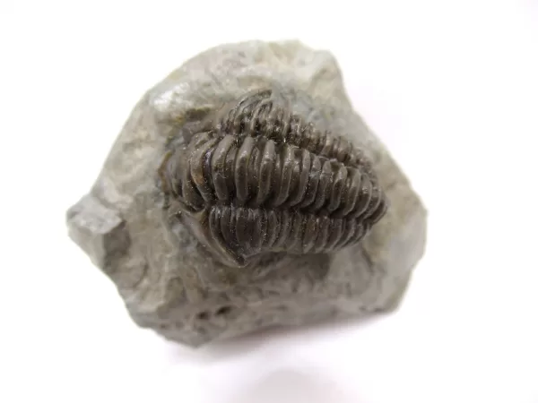 Genuine Ordovician Age Flexicalymene Trilobite Fossils for Sale from Ohio #27a