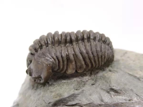 Genuine Ordovician Age Flexicalymene Trilobite Fossils for Sale from Ohio #27b