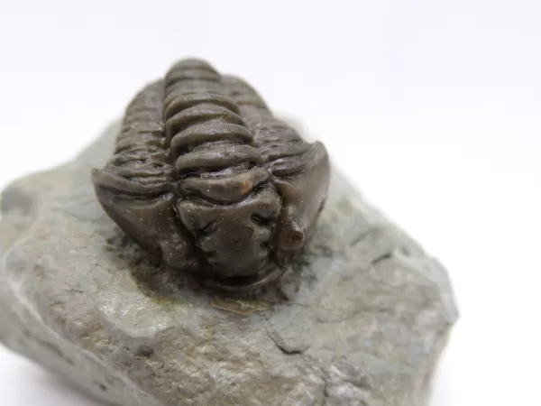 Genuine Ordovician Age Flexicalymene Trilobite Fossils for Sale from Ohio #27c