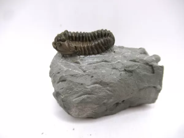 Genuine Ordovician Age Flexicalymene Trilobite Fossils for Sale from Ohio #28