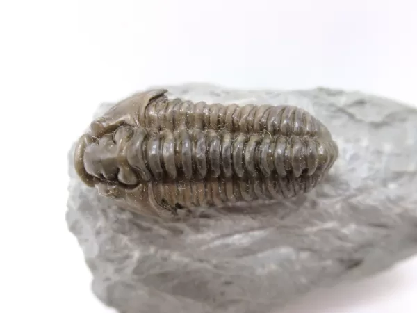 Genuine Ordovician Age Flexicalymene Trilobite Fossils for Sale from Ohio #28a