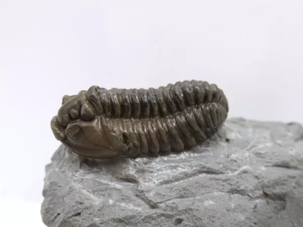 Genuine Ordovician Age Flexicalymene Trilobite Fossils for Sale from Ohio #28b