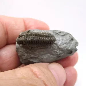 Genuine Ordovician Age Flexicalymene Trilobite Fossils for Sale from Ohio #28d