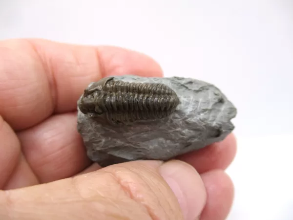 Genuine Ordovician Age Flexicalymene Trilobite Fossils for Sale from Ohio #28d