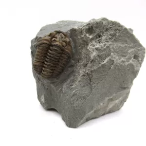 Genuine Ordovician Age Flexicalymene Trilobite Fossils for Sale from Ohio #29