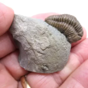 Genuine Ordovician Age Flexicalymene Trilobite Fossils for Sale from Ohio #30d