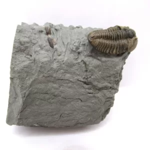 Genuine Ordovician Age Flexicalymene Trilobite Fossils for Sale from Ohio #31