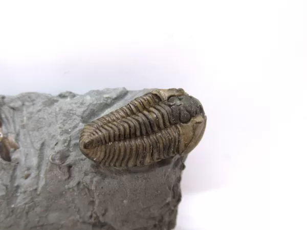 Genuine Ordovician Age Flexicalymene Trilobite Fossils for Sale from Ohio #31a