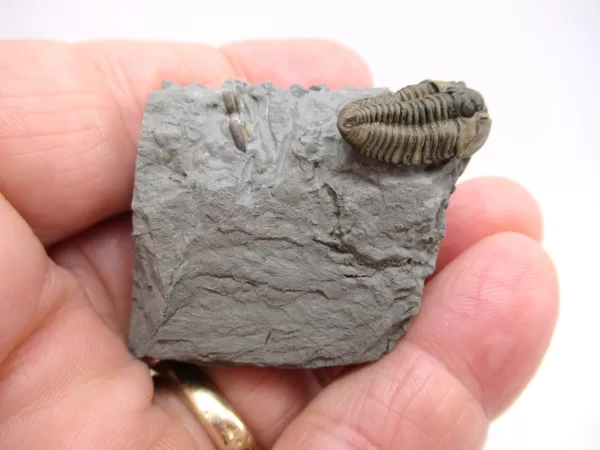 Genuine Ordovician Age Flexicalymene Trilobite Fossils for Sale from Ohio #31d