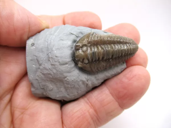 Genuine Ordovician Age Flexicalymene Trilobite Fossils for Sale from Ohio #33d