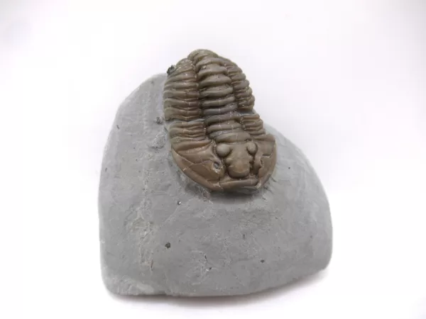 Genuine Ordovician Age Flexicalymene Trilobite Fossils for Sale from Ohio #34