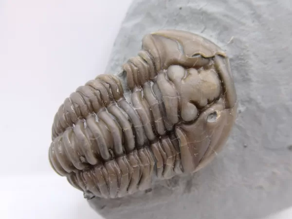 Genuine Ordovician Age Flexicalymene Trilobite Fossils for Sale from Ohio #34a