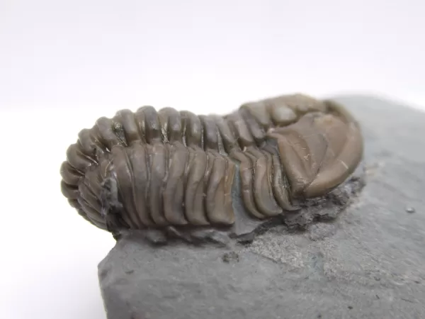 Genuine Ordovician Age Flexicalymene Trilobite Fossils for Sale from Ohio #34b