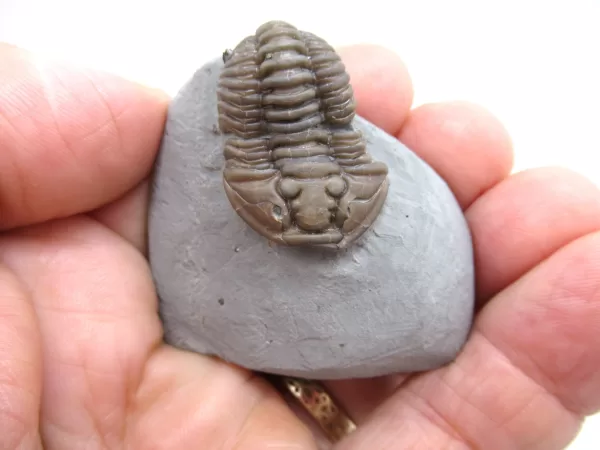 Genuine Ordovician Age Flexicalymene Trilobite Fossils for Sale from Ohio #34d