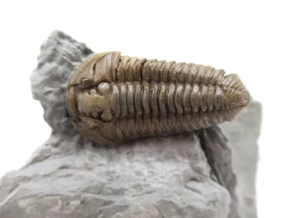 Genuine Ordovician Age Flexicalymene Trilobite Fossils for Sale from Ohio #36a