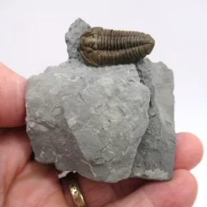 Genuine Ordovician Age Flexicalymene Trilobite Fossils for Sale from Ohio #36d