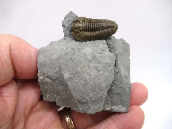 Genuine Ordovician Age Flexicalymene Trilobite Fossils for Sale from Ohio #36d