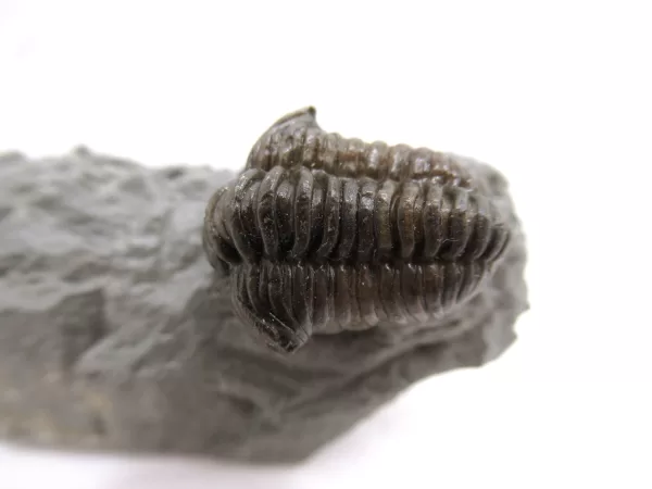 Genuine Ordovician Age Flexicalymene Trilobite Fossils for Sale from Ohio #37a