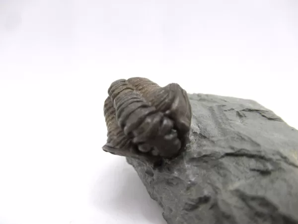 Genuine Ordovician Age Flexicalymene Trilobite Fossils for Sale from Ohio #37b