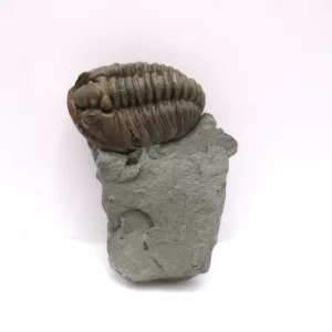 Genuine Ordovician Age Flexicalymene Trilobite Fossils for Sale from Ohio #39