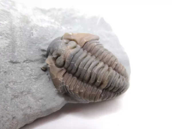 Genuine Ordovician Age Flexicalymene Trilobite Fossils for Sale from Ohio #41a