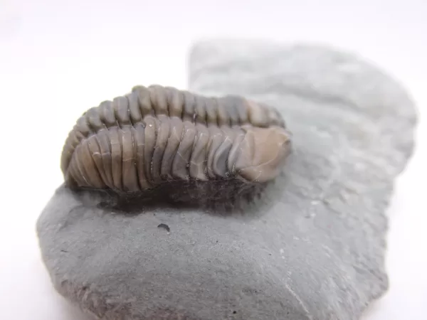 Genuine Ordovician Age Flexicalymene Trilobite Fossils for Sale from Ohio #41b