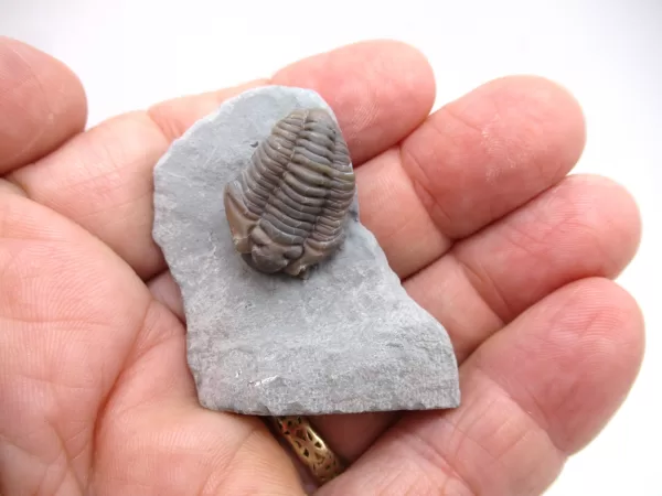 Genuine Ordovician Age Flexicalymene Trilobite Fossils for Sale from Ohio #41d