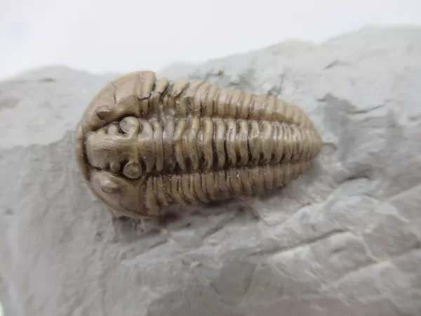 Genuine Ordovician Age Flexicalymene Trilobite Fossils for Sale from Ohio #42a