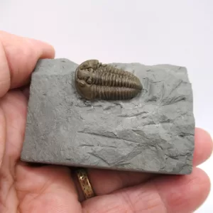 Genuine Ordovician Age Flexicalymene Trilobite Fossils for Sale from Ohio #42d