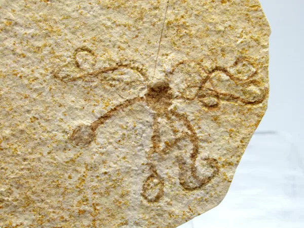 Genuine Solnhofen Saccocoma Floating Crinoid for Sale from Germany #24a