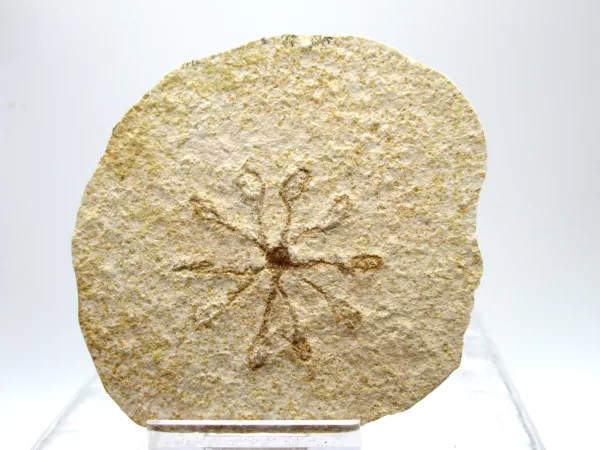 Genuine Solnhofen Saccocoma Floating Crinoid for Sale from Germany #26