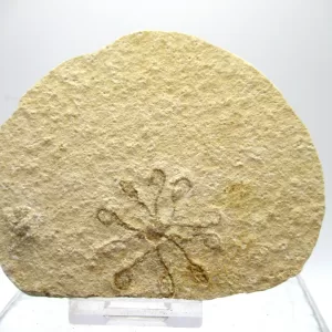 Genuine Solnhofen Saccocoma Floating Crinoid for Sale from Germany #32