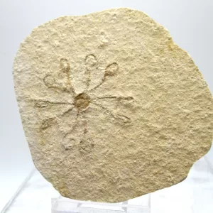 Genuine Solnhofen Saccocoma Floating Crinoid for Sale from Germany #34