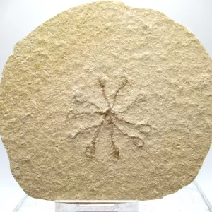 Genuine Solnhofen Saccocoma Floating Crinoid for Sale from Germany #35