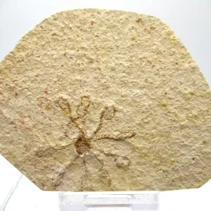 Genuine Solnhofen Saccocoma Floating Crinoid for Sale from Germany #37