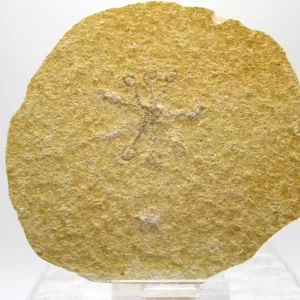 Genuine Solnhofen Saccocoma Floating Crinoid for Sale from Germany #39