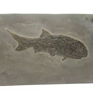 General Paramblypterus Fish Fossils For Sale- Odernheim, Germany #2