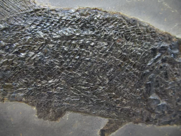 General Paramblypterus Fish Fossils For Sale- Odernheim, Germany #2c