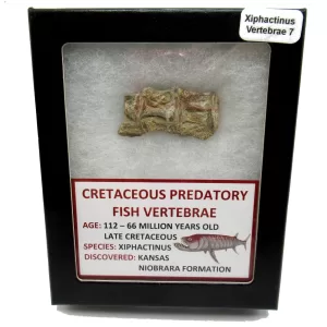 Genuine Kansas Xiphactinus Fish Vertebrae for Sale #7