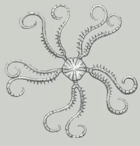 Life depiction of a Saccocoma Floating Crinoid