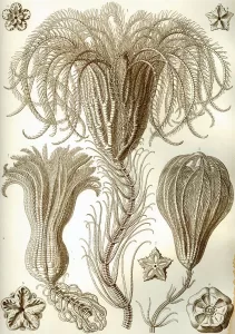 Crinoid 