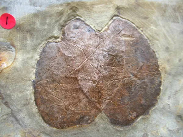 General Leaf Plate Fossils For Sale- Glendive Montana Paleocene Leaf Plate #101a